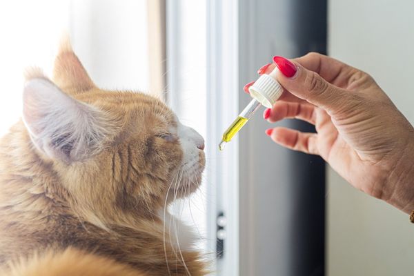 Poznaj naturalne sposoby na wsparcie zdrowia Twojego kota